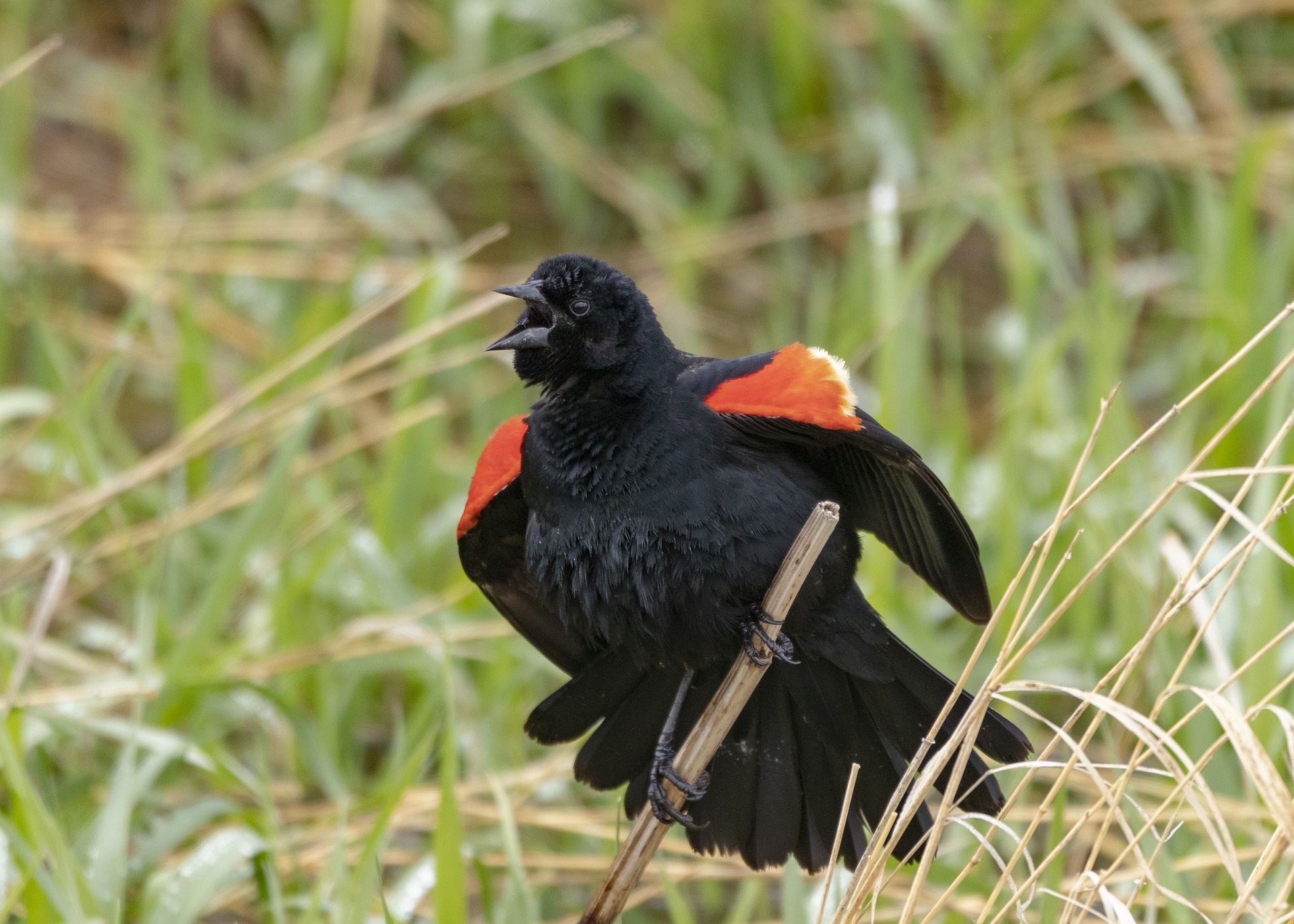 photo of a red winged black bird
