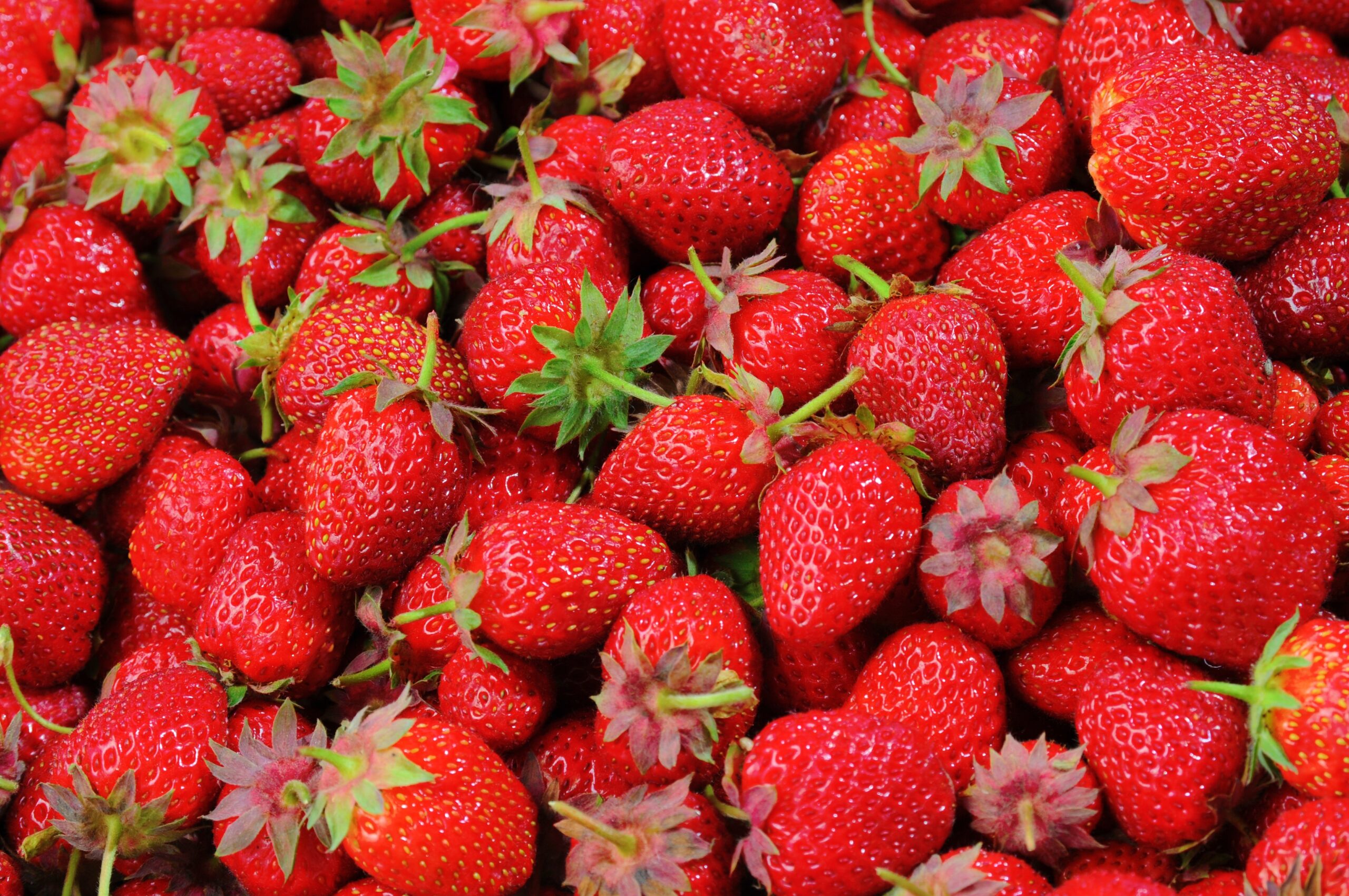 photo of lots of strawberries
