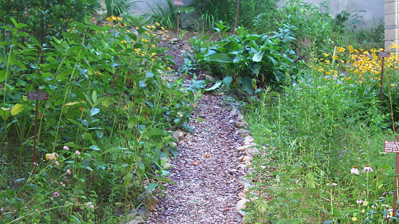 The Institute for American Institutes' herbal healing garden in bloom.